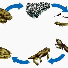 Der Kreislauf der Entwicklung Frosch: Laich, Kaulquappen, Froschlarve mit Beinen, junger Frosch und erwachsene Frösche.