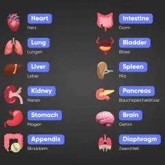 Illustrationen von Körperteilen: Herz, Lunge, Leber, Niere, Magen, Appendix, Darm, Blase, Milz, Bauchspeicheldrüse, Gehirn, Zwerchfell. English body parts.