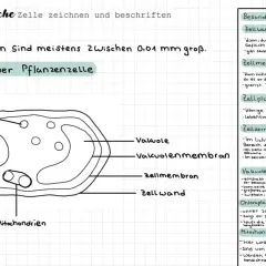 Schema einer Pflanzenzelle mit Mikroskop-Beschriftung der Zellbestandteile wie Zellkern, Zellplasma und Chloroplasten.