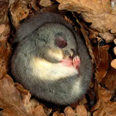 Ein Siebenschläfer ruht eingerollt in Laub. Ein schönes Beispiel für Tiere im Winter für die Grundschule.