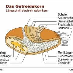 Längsschnitt eines Weizenkorns für die Grundschule: Schale, Keimling und Mehlkörper mit Stärkekörnern.