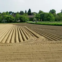 Feld mit frisch gepflügten Furchen, bereit für die Kartoffelernte. Die Grundschule des Landes, wo die Kartoffel wächst.