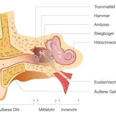 Schnitt durch das Ohr mit Beschriftung der Teile: Trommelfell, Hammer, Amboss, Steigbügel, Hörschnecke, Eustachische Röhre und Gehörgang.