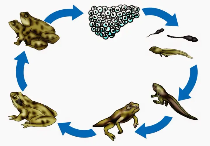 Der Kreislauf der Entwicklung Frosch: Laich, Kaulquappen, Froschlarve mit Beinen, junger Frosch und erwachsene Frösche.