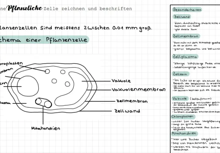 Schema einer Pflanzenzelle mit Mikroskop-Beschriftung der Zellbestandteile wie Zellkern, Zellplasma und Chloroplasten.