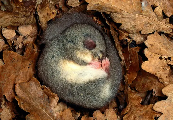 Ein Siebenschläfer ruht eingerollt in Laub. Ein schönes Beispiel für Tiere im Winter für die Grundschule.