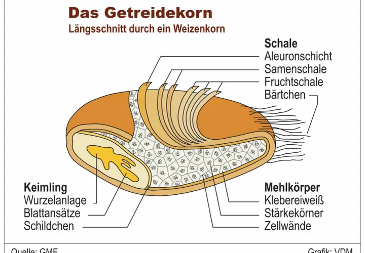 Längsschnitt eines Weizenkorns für die Grundschule: Schale, Keimling und Mehlkörper mit Stärkekörnern.