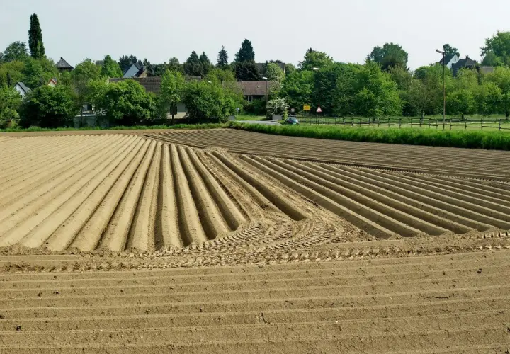 Feld mit frisch gepflügten Furchen, bereit für die Kartoffelernte. Die Grundschule des Landes, wo die Kartoffel wächst.