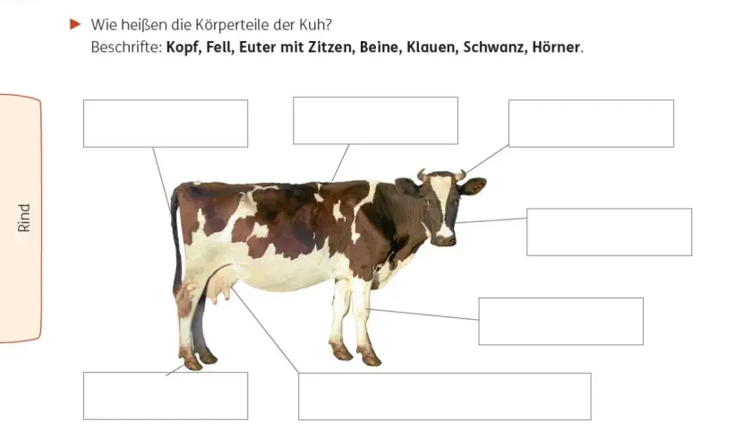 Kuh mit beschrifteten Körperteilen für die Grundschule. Hier lernen Kinder etwas über Nutztiere.