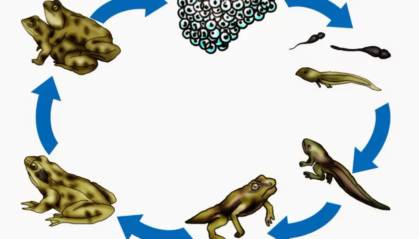 Der Kreislauf der Entwicklung Frosch: Laich, Kaulquappen, Froschlarve mit Beinen, junger Frosch und erwachsene Frösche.