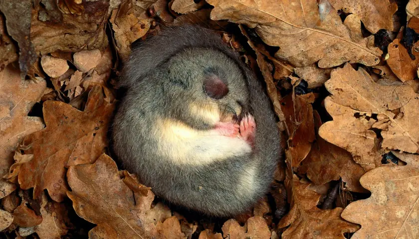 Ein Siebenschläfer ruht eingerollt in Laub. Ein schönes Beispiel für Tiere im Winter für die Grundschule.