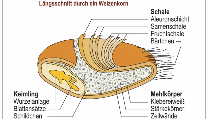 Längsschnitt eines Weizenkorns für die Grundschule: Schale, Keimling und Mehlkörper mit Stärkekörnern.