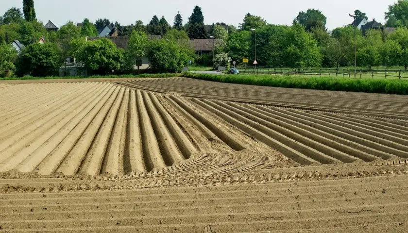 Feld mit frisch gepflügten Furchen, bereit für die Kartoffelernte. Die Grundschule des Landes, wo die Kartoffel wächst.