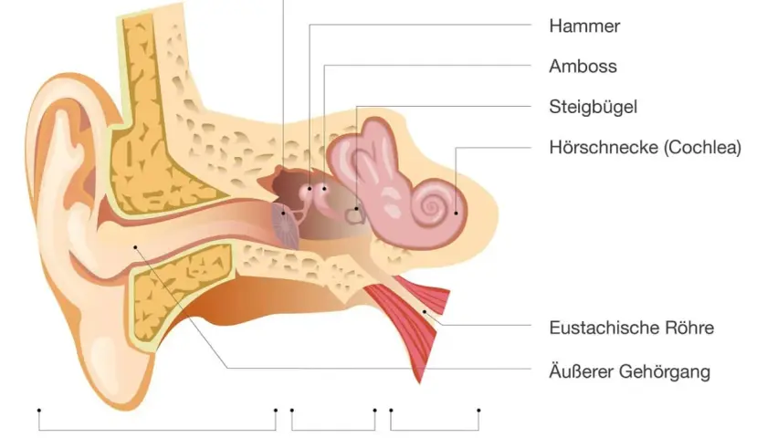 Schnitt durch das Ohr mit Beschriftung der Teile: Trommelfell, Hammer, Amboss, Steigbügel, Hörschnecke, Eustachische Röhre und Gehörgang.