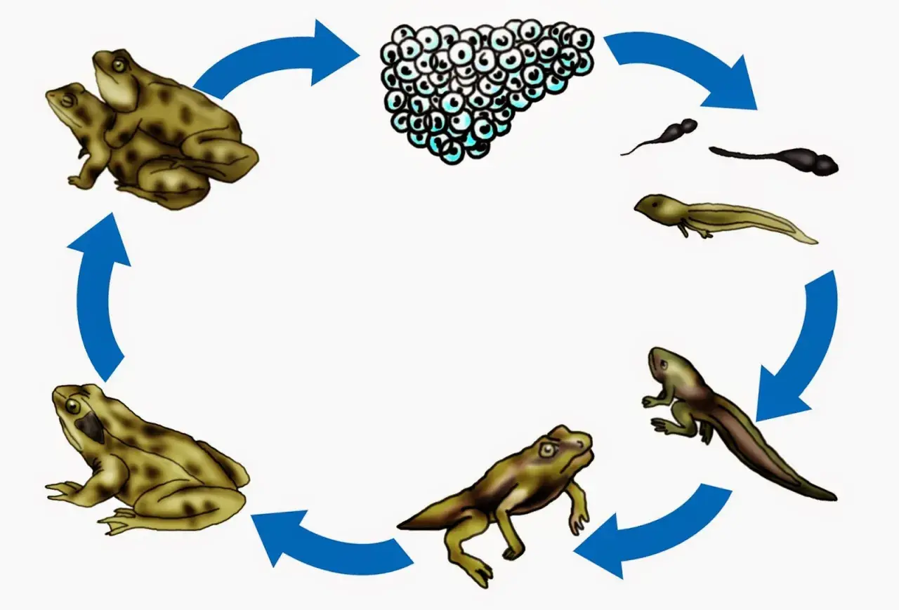 Der Kreislauf der Entwicklung Frosch: Laich, Kaulquappen, Froschlarve mit Beinen, junger Frosch und erwachsene Frösche.