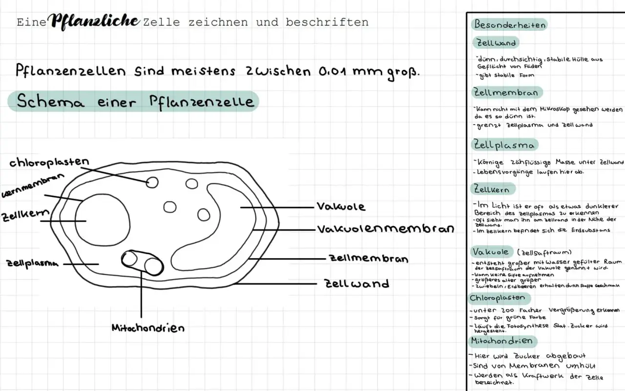 Schema einer Pflanzenzelle mit Mikroskop-Beschriftung der Zellbestandteile wie Zellkern, Zellplasma und Chloroplasten.