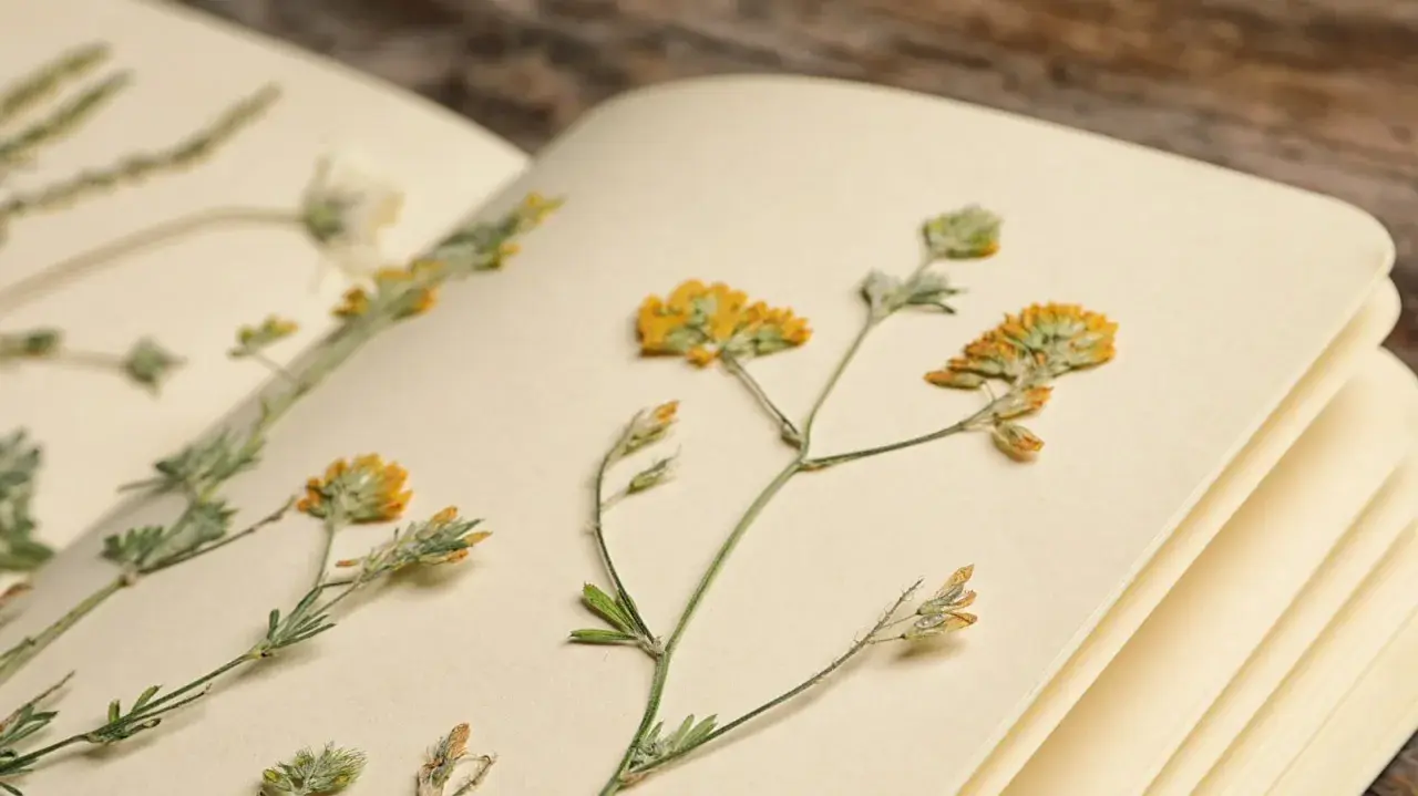 Getrocknete gelbe Blüten und Blätter sind auf den Seiten eines Buches arrangiert, um ein Herbarium anzulegen.