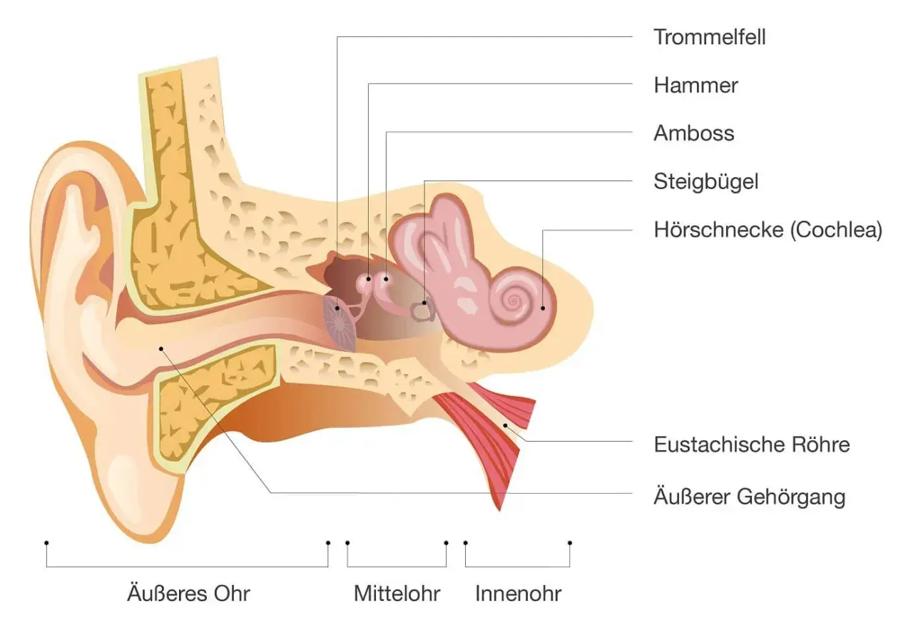 Schnitt durch das Ohr mit Beschriftung der Teile: Trommelfell, Hammer, Amboss, Steigbügel, Hörschnecke, Eustachische Röhre und Gehörgang.