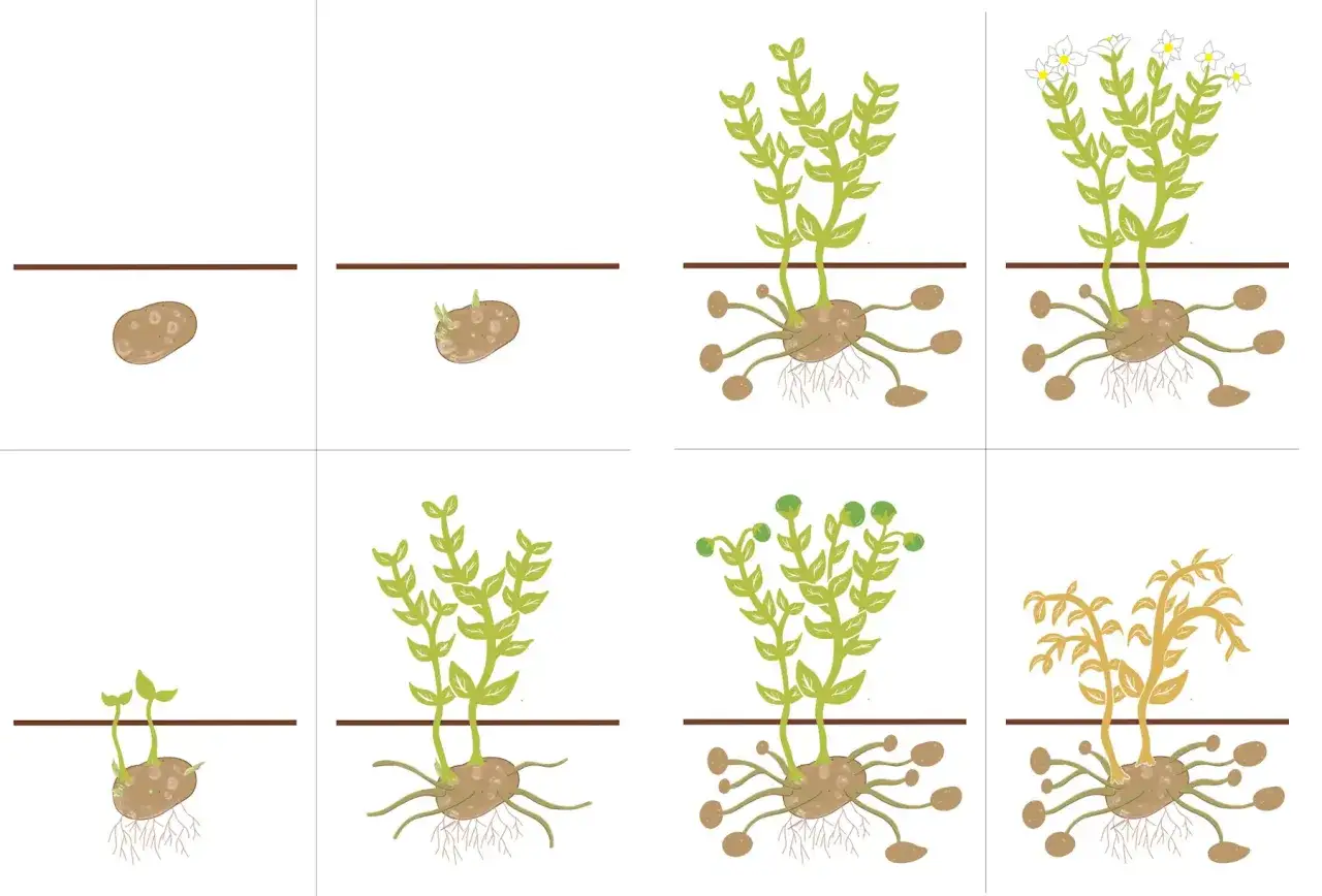 Die Kartoffel Grundschule: Acht Bilder zeigen die Entwicklung einer Kartoffelpflanze vom Keimen bis zur Bl&uuml;te und zum Welken.