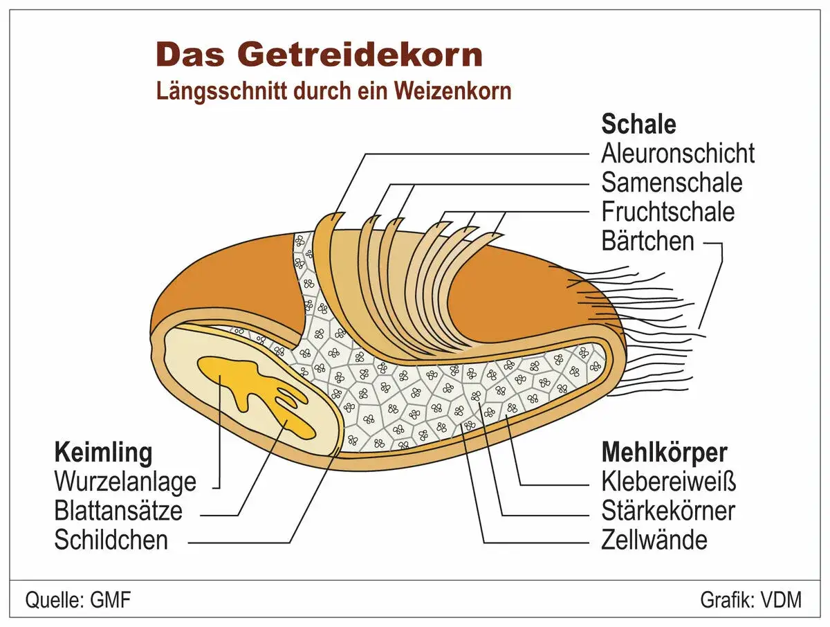 Längsschnitt eines Weizenkorns zeigt Aufbau für Grundschule: Schale, Keimling, Mehlkörper mit Stärkekörnern.