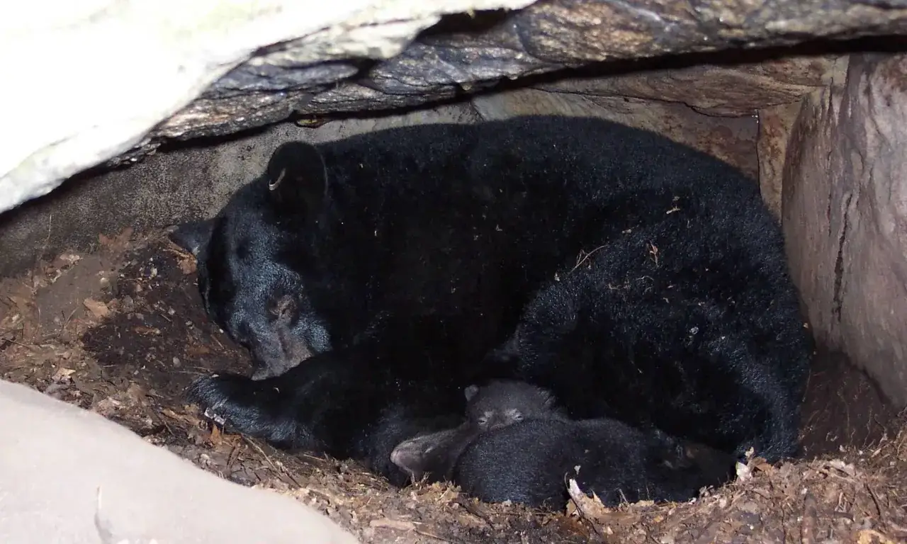 Ein Schwarzb&auml;r mit seinen Jungen ruht in einer H&ouml;hle. Ein sch&ouml;nes Beispiel f&uuml;r Tiere im Winter, das Grundsch&uuml;ler fasziniert.