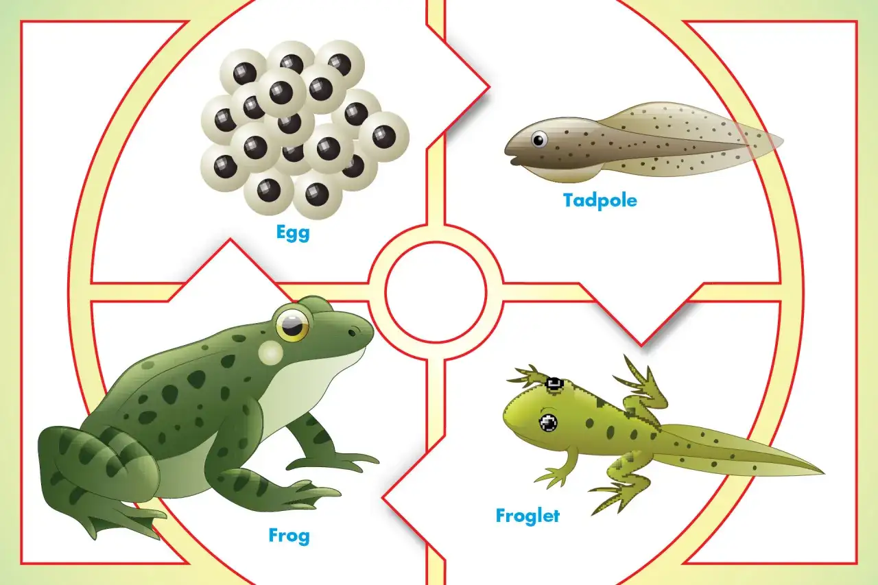 Die Entwicklung eines Frosches: Von Eiern &uuml;ber Kaulquappen und Kaulquappen zu einem ausgewachsenen Frosch.